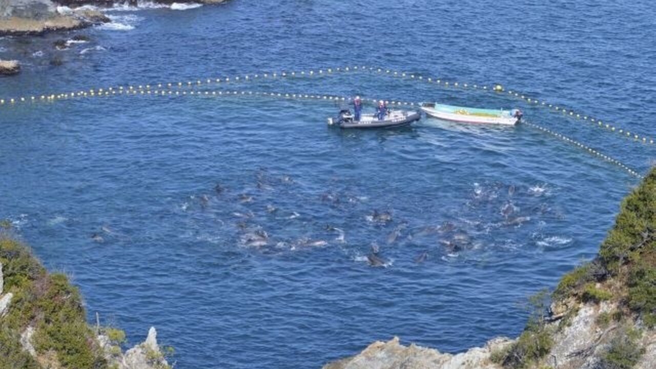 japonsko lov delfíny (SITA)